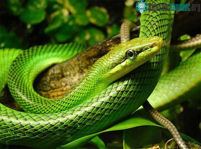 Rắn lục chúa được nhiều người chọn làm vật nuôi
