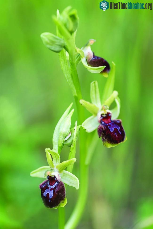 Giống hoa lan lai “Ophrys montalciniae”