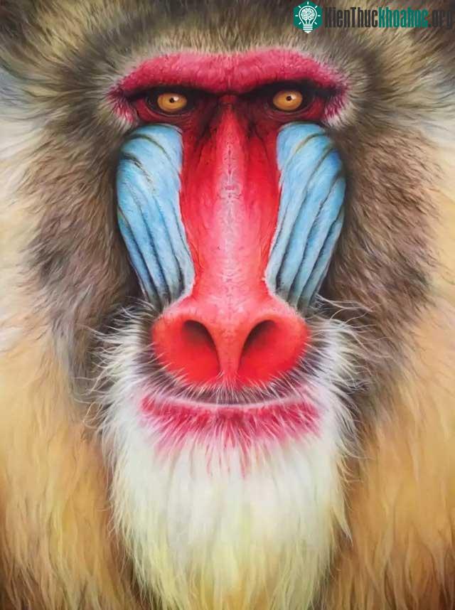 Khỉ Mandrill được xếp vào loại sắp bị đe dọa