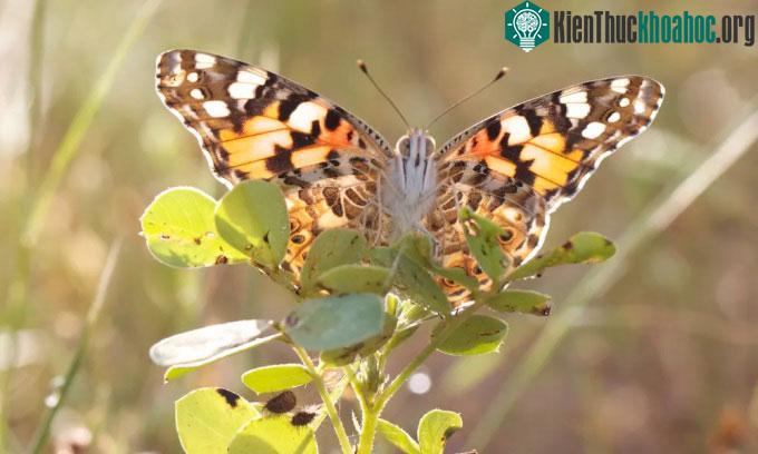 Bướm Vanessa cardui có thể bay xuyên Đại Tây Dương không cần nghỉ.
