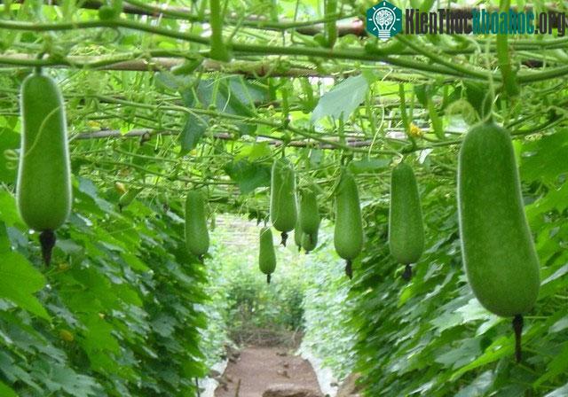 Theo Đông y, loại quả này có vị ngọt, tính hàn, không chứa độc tính, giúp kiện tỳ, ích khí