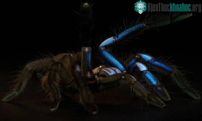 Nhện tarantula màu xanh.