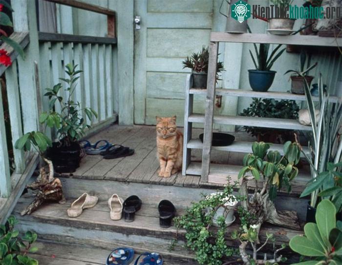 Nên đi giày vào nhà hay bỏ ngoài cửa? - câu hỏi gây nhiều tranh cãi ở Mỹ ảnh 0