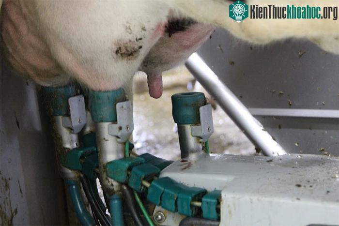 &nbsp;Thiết bị tự động vắt sữa bò ở trang trại Honbu Farm, Nhật Bản.