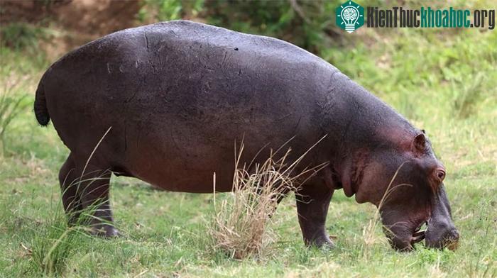 Hà mã có xu hướng di chuyển nhanh khi có điều gì đó thúc đẩy chúng