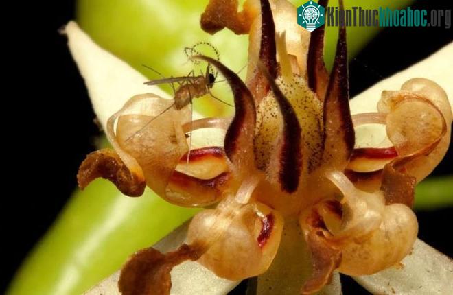 Một con ruồi chocolate đang hút mật và thụ phấn cho hoa cacao