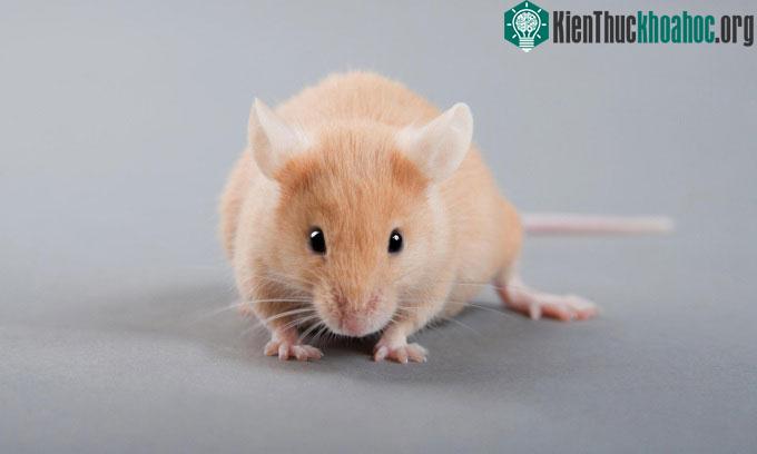 Chuột được sử dụng phổ biến trong nghiên cứu khoa học.
