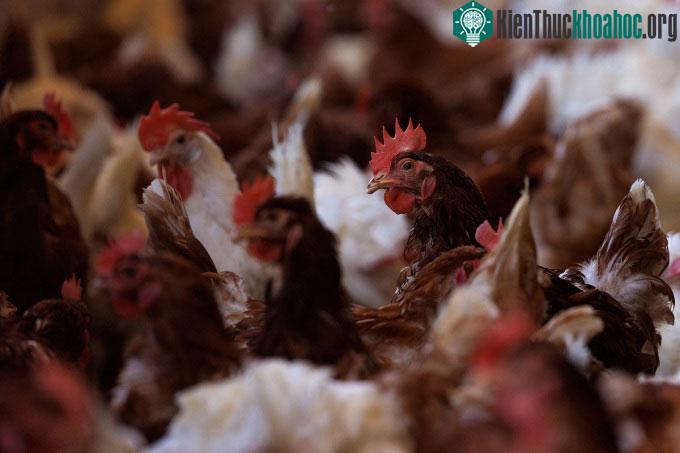 Đàn gà nuôi thả tại Nông trại Hilliker's Ranch Fresh Eggs, California, Mỹ, tháng 4/2022.