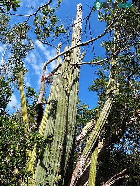 Cây xương rồng ở quần đảo Florida Keys, bang Florida (Mỹ) có thể cao tới 6 mét