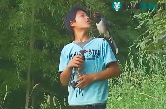Wu có khả năng gần gũi được với các loài chim.