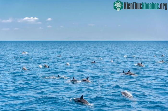 Quần thể cá heo ngoài khơi bờ biển Taranto