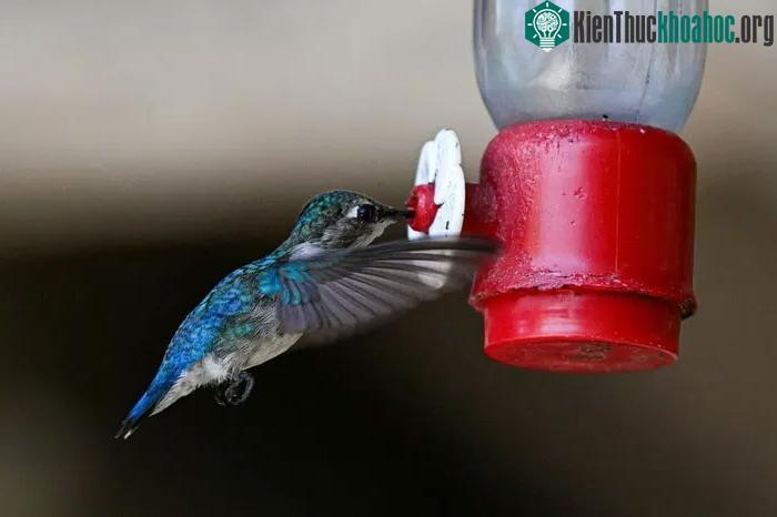 Một con chim ruồi ong (loài chim nhỏ nhất thế giới) đang kiếm ăn tại khu bảo tồn ở Palpite