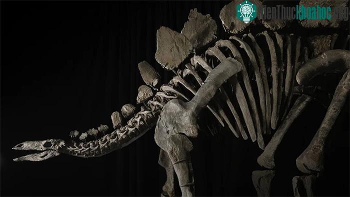 Bộ xương khủng long Stegosaurus.