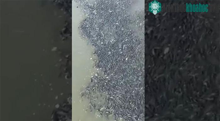 Loài cá này gây ra mối đe dọa đáng kể cho những người nuôi cá ở Thái Lan.