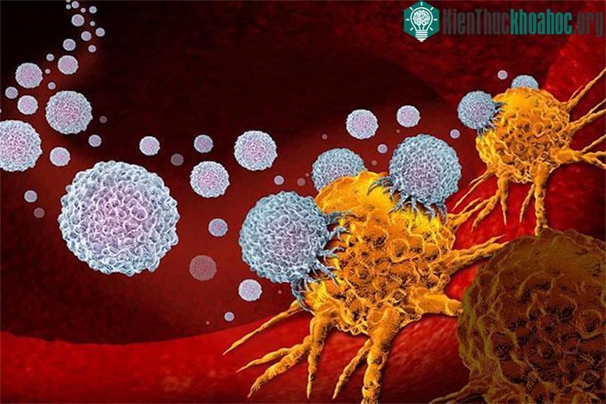 Nghiên cứu mới cung cấp thông tin về cách ung thư tuyến tụy phát triển trong cơ thể