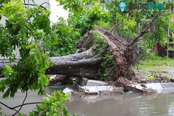 Những thiệt hại ban đầu khi bão số 2 đổ bộ Quảng Ninh-Hải Phòng ảnh 0
