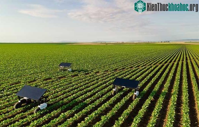 Các robot tự động, sử dụng trí thông minh nhân tạo (AI) trên các cánh đồng của Mỹ.