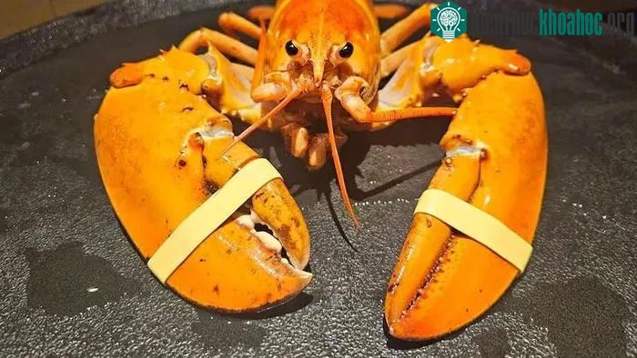 Tôm hùm màu cam quý hiếm