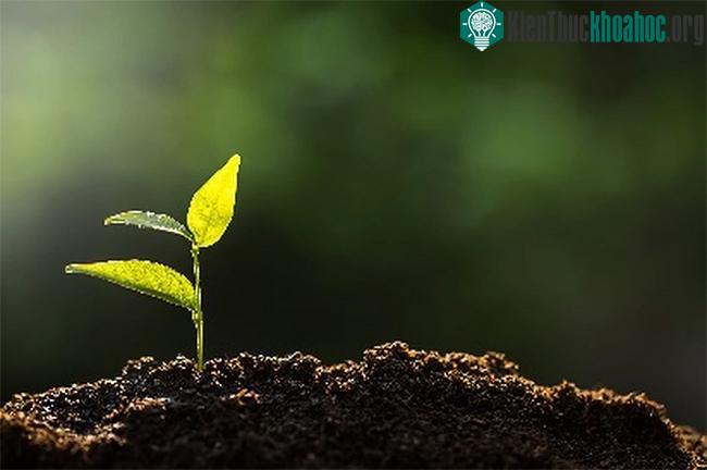Loại đất mới giúp giảm lượng nước cần tưới nhưng cây vẫn sinh trưởng tốt