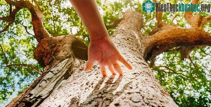 Ước tính mỗi năm cây cối có thể hấp thụ khoảng 25 - 50 triệu tấn khí methane trong khí quyển