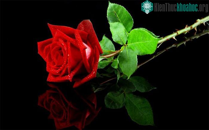 Gai ở hoa hồng bắt nguồn từ ít nhất 400 triệu năm trước.