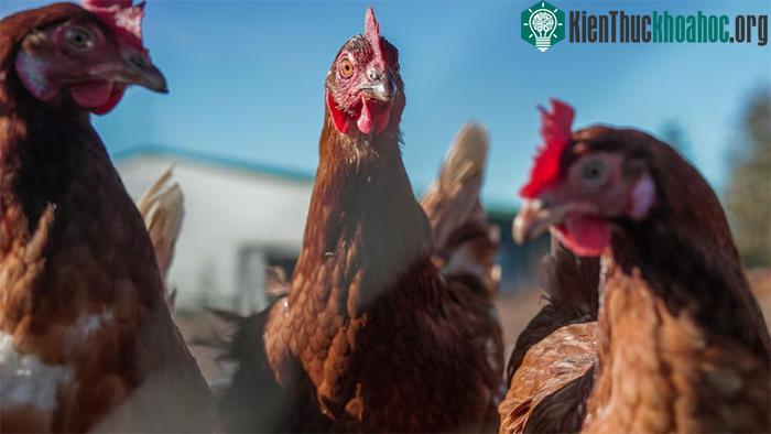 Australia là châu lục duy nhất chưa ghi nhận H5N1.