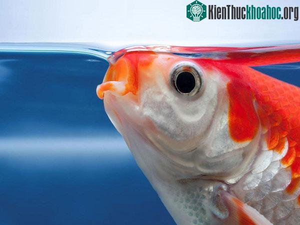 Cá thở thường xuyên hơn chúng ta rất nhiều.&nbsp;