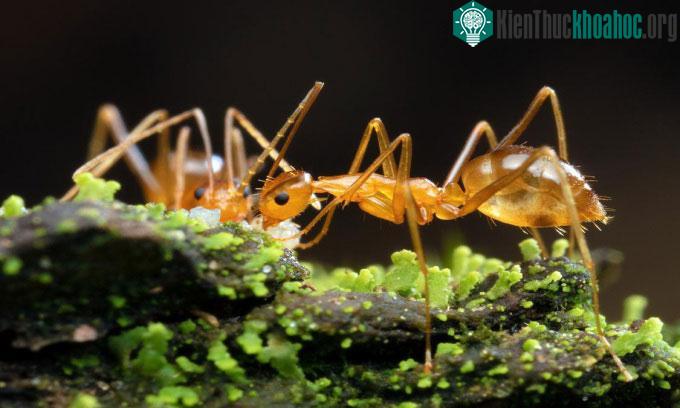 Kiến vàng điên, loài vật có thể phun axit để săn mồi.