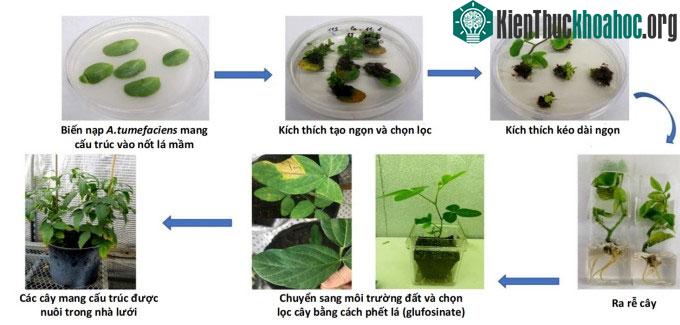 Sơ đồ quy trình chuyển gene trên cây đậu tương