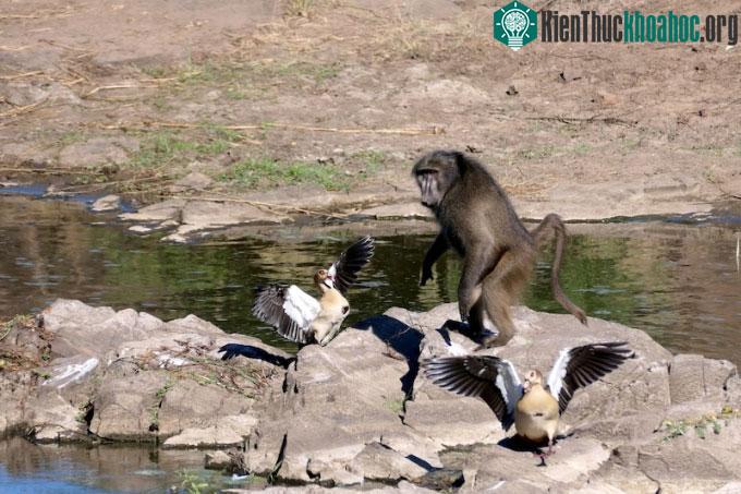 Một con khỉ đầu chó đã giật lấy vài quả trứng từ tổ.