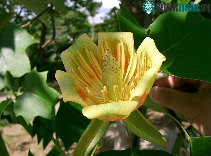 Cây hoa tulip