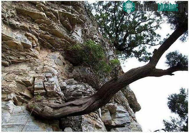 Gỗ nhai bách là 1 loài gỗ hiếm, tồn tại từ thời đại khủng long.