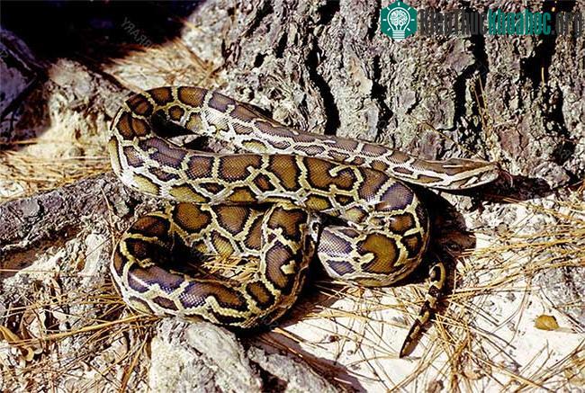 Trăn Miến Điện