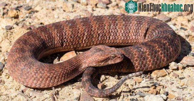 Common Death Adder - Loài rắn tấn công nhanh nhất nước Úc