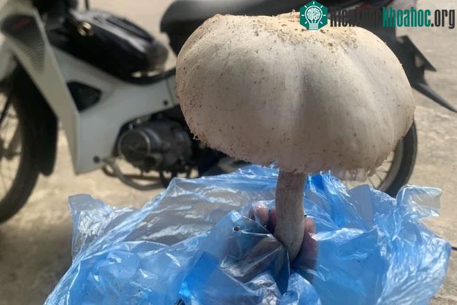 Một cây nấm gây ngộ độc tại tỉnh Lào Cai.