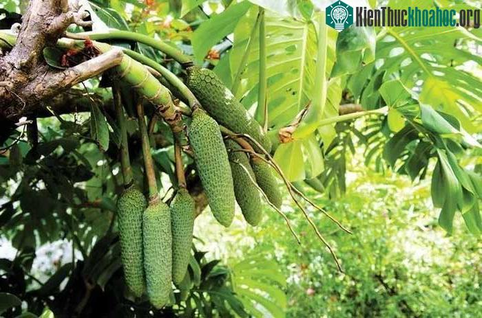 Quả Monstera deliciosa