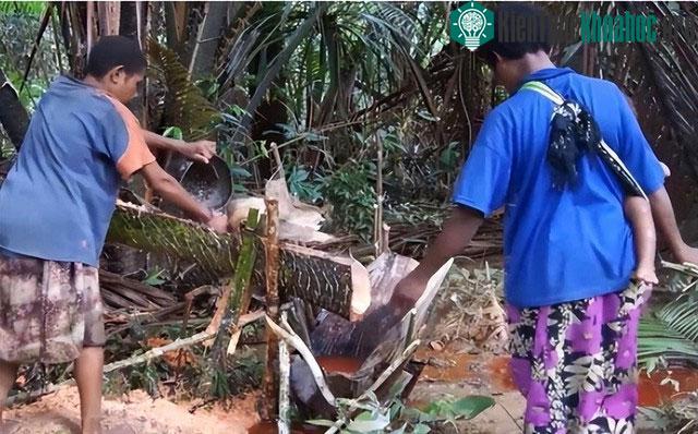 Bên trong thân cây dừa cao lương là những sợi xơ dẻo dai
