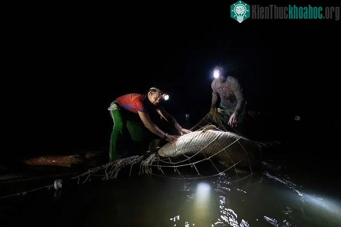 Loài Hải tượng long từng đứng trước nguy cơ tuyệt chủng do tình trạng đánh bắt quá mức.