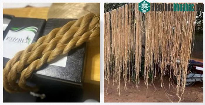 Sản phẩm tóc giả làm từ thân chuối của Cheveux Organique.