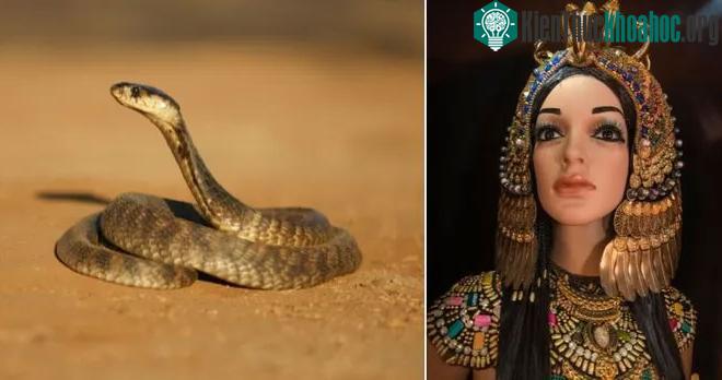 Cleopatra, người cai trị cuối cùng của Ptolemaic Ai Cập qua đời vào ngày 12 tháng 8 trước Công nguyên