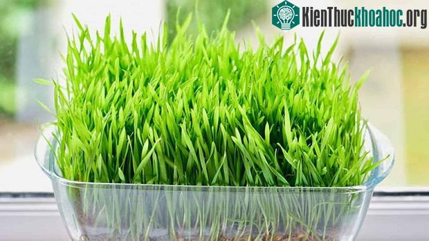 Cỏ lúa mì chứa nhiều vitamin nhóm B,C,E.