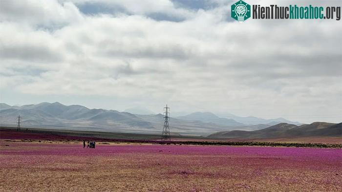 Sắc tím lãng mạn trên sa mạc Atacama