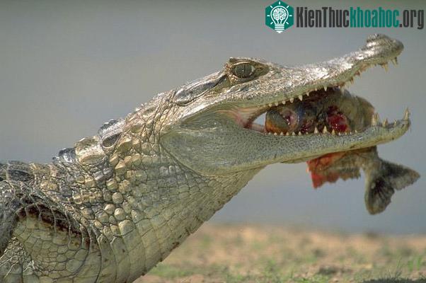 Đối với cá sấu trưởng thành, cá Piranha không phải là mối đe dọa đáng kể.