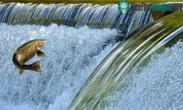 Trên hành trình di cư, cá hồi phải đối mặt với nhiều loài động vật săn mồi nguy hiểm