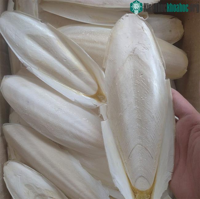 Hàm lượng canxi carbonate trong mai mực có tác dụng trung hòa dịch vị dạ dày.