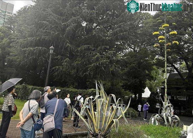 Người dân địa phương và du khách ngắm cây Thùa nở hoa tại công viên Hibiya ở Tokyo.
