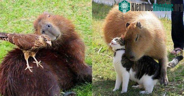 Chuột khổng lồ ung dung giữa đàn cá sấu: Tự tin không bị kẻ săn mồi thịt bởi các khả năng đặc biệt này! ảnh 1