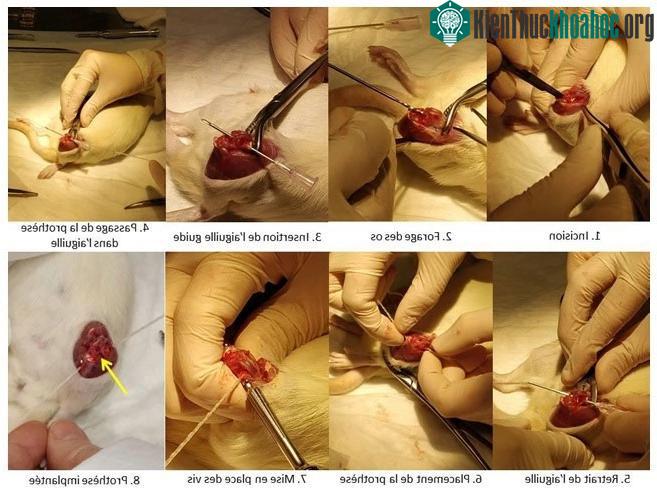 Quy trình cấy ghép dây chằng nhân tạo trên chuột thí nghiệm.