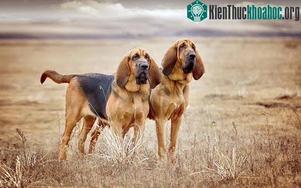 Chó đánh hơi Bloodhound có thể nặng tới 50kg.
