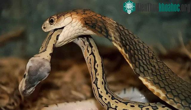 Chúng thích những khu vực rậm rạp, nơi có nhiều cơ hội ẩn nấp và săn mồi.